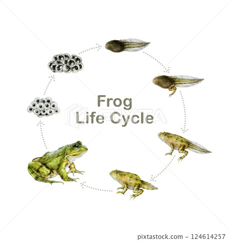 Frog life cycle watercolor painted illustration study table. Hand drawn realistic frog, spawn, embryo, tadpole elements on white background. Amphibian study development natural science study table Frog life cycle watercolor painted illustration study table. Hand drawn realistic frog, spawn, embryo, tadpole elements on white background. Amphibian study development natural science study table 124614257