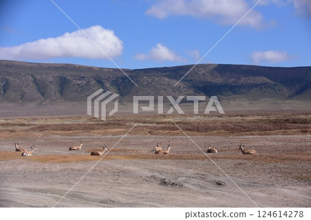 湯姆森瞪羚在陸地上休息 124614278