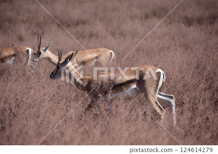 一群湯氏瞪羚在草原上行走 124614279