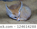 Curled up Fennec fox 124614288