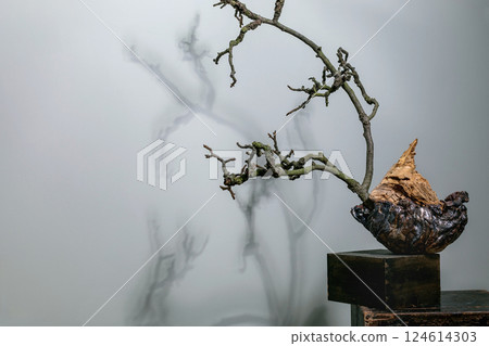 Artistic Bonsai Tree Shadow Minimalist Composition Artistic Bonsai Tree Shadow Minimalist Composition 124614303