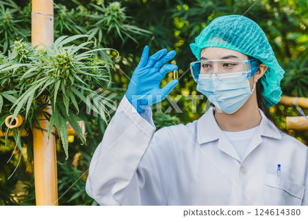 Scientist doctor working in hemp cannabis farm for herbal pharmacy, Research in plant agriculture. 124614380