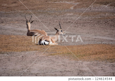 Relaxing Thomson's Gazelle 124614544