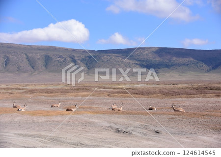 Thomson's gazelle in a flock on dry land 124614545