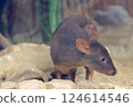 Very cute pudu, ungulate, deer family 124614546