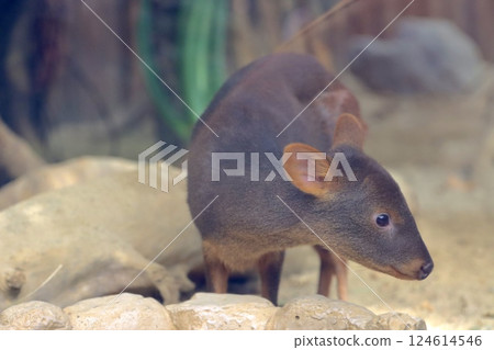 Very cute pudu, ungulate, deer family 124614546