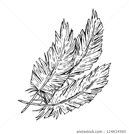 A black and white hand-drawn vector illustration of three textured feathers with rough edges. Ink sketch in rustic monochrome style, suitable for farm branding, textile prints or wedding invites. 124614565