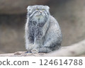 Pallas's cat, also known as the little wildcat 124614788
