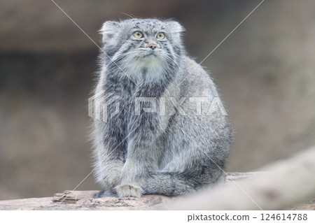 Pallas's cat, also known as the little wildcat 124614788