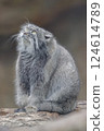 Pallas's cat looking up at the sky, also known as the little wildcat 124614789