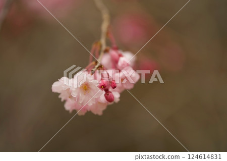 Sakura 124614831