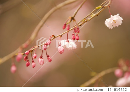 Sakura 124614832