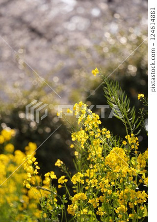 強奸的花朵預示著春天的到來 強奸的花朵預示著春天的到來 124614881