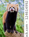 A red panda relaxing on a tree with its tongue out, Carnivora, Atractylodes fuliginosa 124614992