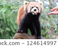 Red panda eating an apple Carnivora Atractylodes fuliginosa 124614997