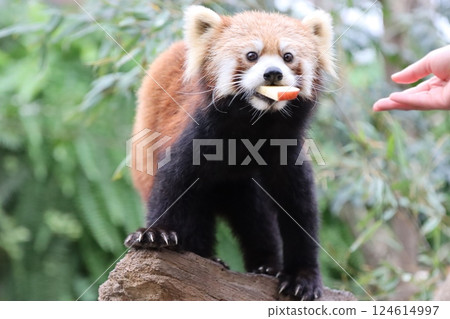 小熊貓吃蘋果 Carnivora Atractylodes fuliginosa 124614997