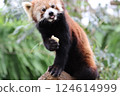 A red panda eating an apple deliciously. Carnivora. Family Auldidae. 124614999