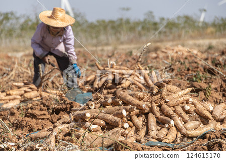 Farmer harvest cassava from agriculture field, pile of cassava root for making tapioca flour. Farmer harvest cassava from agriculture field, pile of cassava root for making tapioca flour. 124615170
