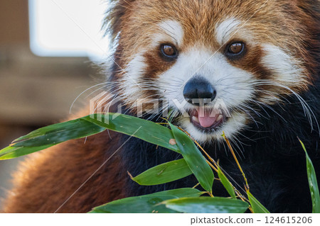 小熊貓 ═ ... 124615206