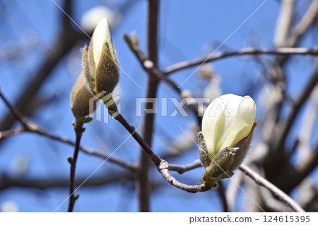 Haku Mokuren（Shiraki Ren） 124615395