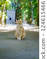 Cat  124615466