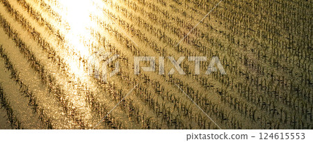 Newly planted rice fields sparkling as the sun sets 124615553