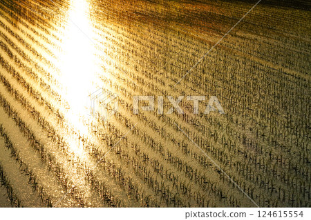 Newly planted rice fields sparkling as the sun sets 124615554