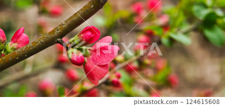 The bright red Japanese quince flowers have bloomed again this year. The bright red Japanese quince flowers have bloomed again this year. 124615608