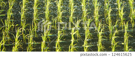 Scenery of newly planted rice fields in the early days of the declining sun Scenery of newly planted rice fields in the early days of the declining sun 124615625