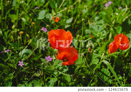 Bright Red Poppies in a Green Meadow with Wildflowers 124615678
