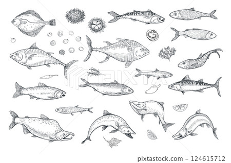 Variety sea fish set sardine, anchovy monochrome vector illustration hand drawn. Herring, flounder, mackerel black white drawing engraving. Fishes and herbs, vegetables clipart graphic art for prints. 124615712