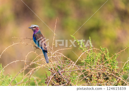 Lilac Breasted roller in Samburu National Reserve 124615839