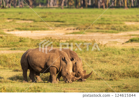 Two White Rhinos in Lake Nakuru National park 124615844