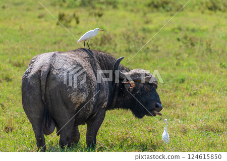Buffalos in Lake Nakuru National park Buffalos in Lake Nakuru National park 124615850