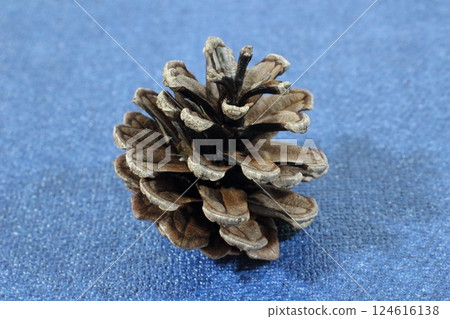 Evidence of an ancient tree, crystal of time, pine cone 124616138