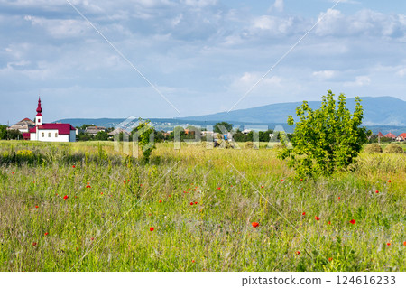 field with red poppies in village outskirts. mountainous countryside landscape with flowers in summer. organic tourism. blooming rural scenery of ukraine in evening light 124616233