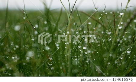 Green bright juicy grass with large dew drops after rain Green bright juicy grass with large dew drops after rain 124616576