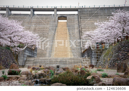 Nishiyama Dam Downstream Park with cherry blossoms in full bloom 124616606