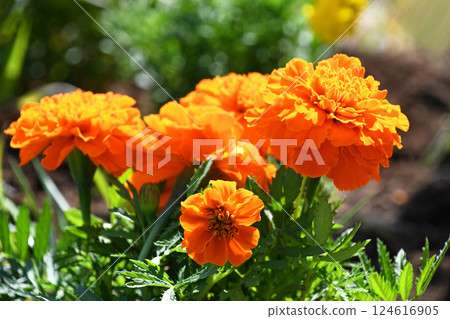 Marigold  124616905