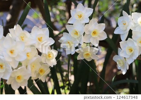 White daffodil flowers blooming in the garden in early spring 124617348