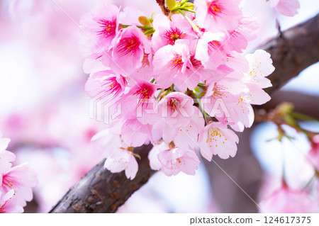 新開的櫻花 124617375