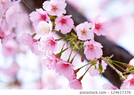 新開的櫻花 124617376