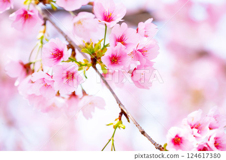 新開的櫻花 124617380