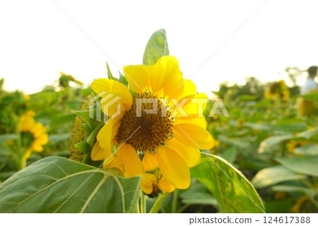 Field of sunflowers with the bright sunlight. Sunflower photos on the rear. Sunflowers are the flowers like sunny 124617388