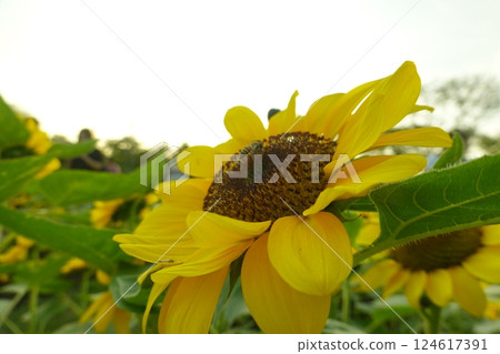 Field of sunflowers with the bright sunlight. Sunflower photos on the rear. Sunflowers are the flowers like sunny Field of sunflowers with the bright sunlight. Sunflower photos on the rear. Sunflowers are the flowers like sunny 124617391