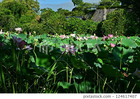 Lotus flower growing Lotus flower growing 124617407
