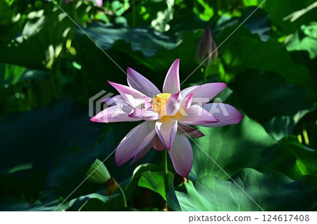 風景與蓮花 風景與蓮花 124617408