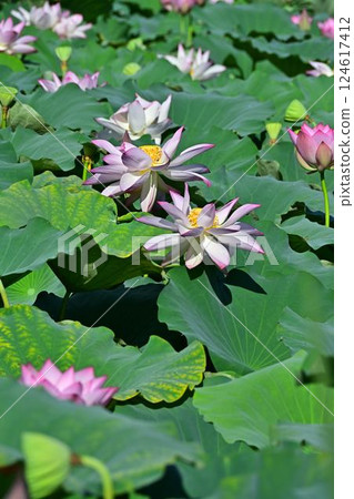 Landscape with lotus flowers 124617412