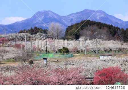 Plum blossoms in the Minago Plum Grove against the backdrop of spring snow-capped mountains 124617528