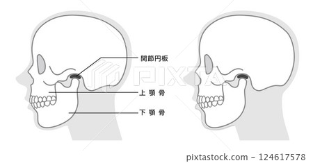 頜骨結構解釋圖(單調) 頜骨結構解釋圖(單調) 124617578